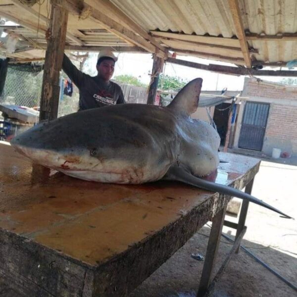 Pescadores atrapan tiburón blanco en el Paredoncito