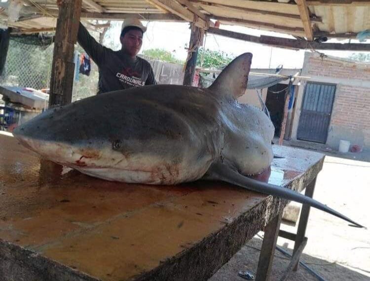 Pescadores atrapan tiburón blanco en el Paredoncito