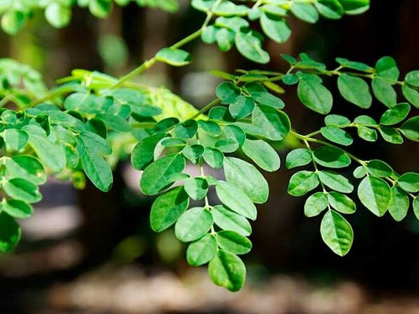 Una investigación realizada en el Centro de Investigación en Alimentación y Desarrollo (CIAD) ha analizado el potencial de la actividad anticancerígena de péptidos de hoja de Moringa oleifera Lam. en células de cáncer de colon.