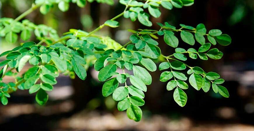 Una investigación realizada en el Centro de Investigación en Alimentación y Desarrollo (CIAD) ha analizado el potencial de la actividad anticancerígena de péptidos de hoja de Moringa oleifera Lam. en células de cáncer de colon.