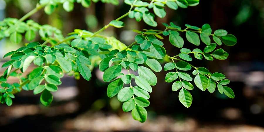 Una investigación realizada en el Centro de Investigación en Alimentación y Desarrollo (CIAD) ha analizado el potencial de la actividad anticancerígena de péptidos de hoja de Moringa oleifera Lam. en células de cáncer de colon.