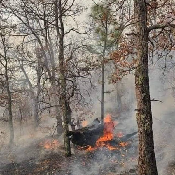 Protección Civil Sonora Espera Sofocar Incendio Forestal de Yécora en Dos Días