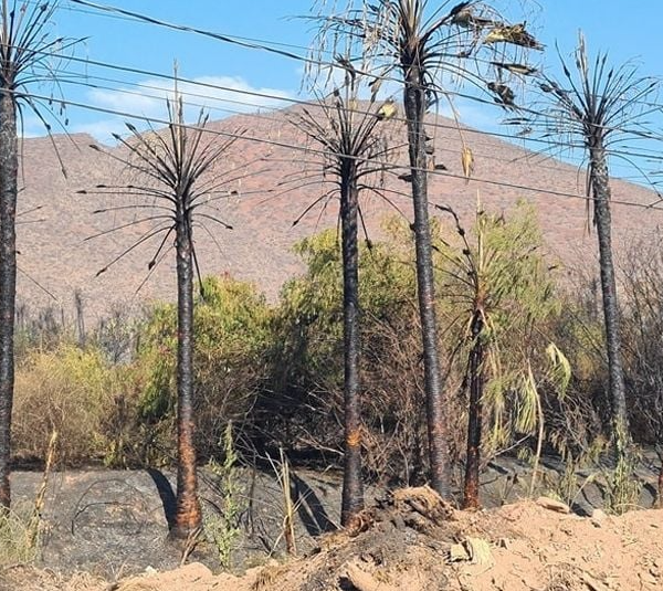 Incendio en Guaymas devasta 8 hectáreas y causa daños irreparables en fauna y viviendas