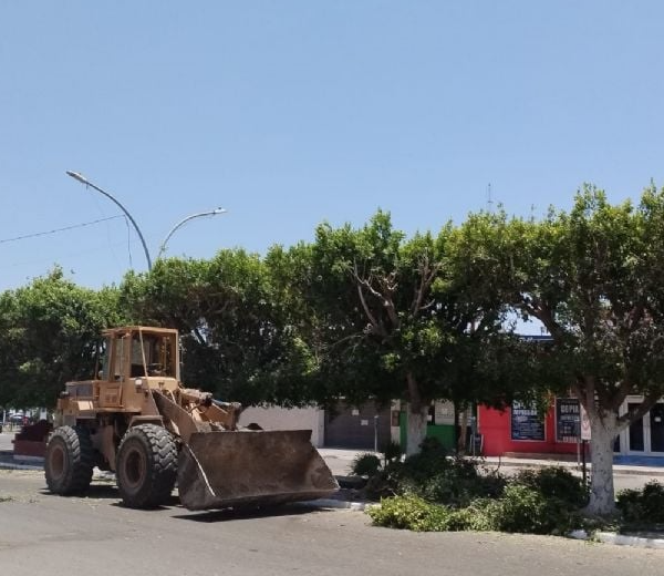 Descontento en Navojoa: Habitantes reprochan poda de árboles en pleno verano