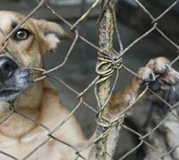 Animalistas Denuncian Violencia y Tortura a Caninos en Navojoa