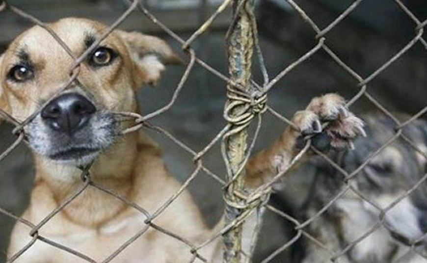 Animalistas Denuncian Violencia y Tortura a Caninos en Navojoa