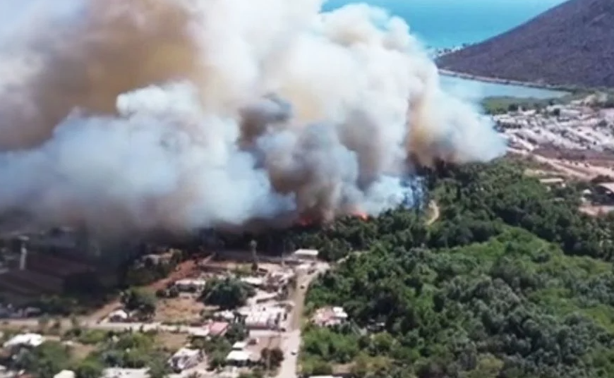 Incendio Devastador en El Tular: Recuperación Tomará Dos Décadas