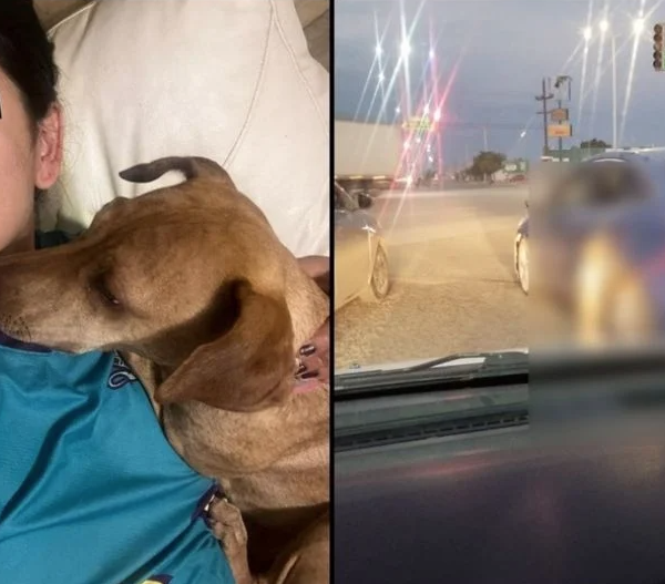 Dueña de perro colgado de auto en Navojoa niega maltrato