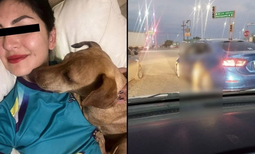 Dueña de perro colgado de auto en Navojoa niega maltrato