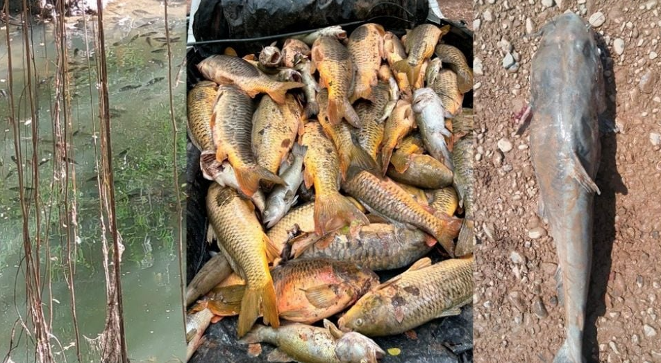 Río Yaqui: Conagua espera resultados de investigación por posible contaminación y mortandad de peces