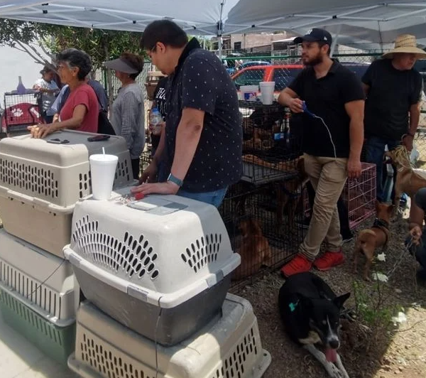 Guaymas Realiza Exitosa Doble Jornada de Esterilización con Más de 800 Perros y Gatos Atendidos