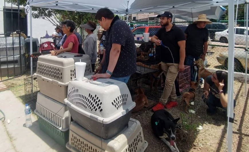 Guaymas Realiza Exitosa Doble Jornada de Esterilización con Más de 800 Perros y Gatos Atendidos