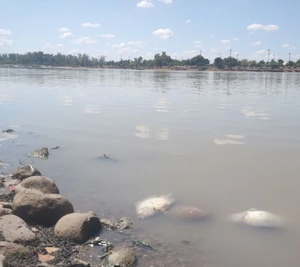 Bajos Niveles de Agua en la Laguna del Náinari Provocan Mortandad de Fauna