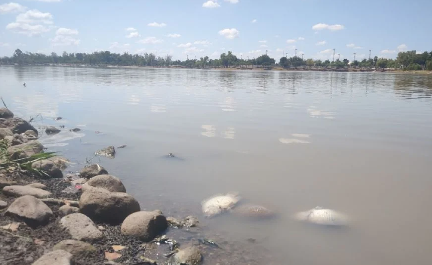 Bajos Niveles de Agua en la Laguna del Náinari Provocan Mortandad de Fauna