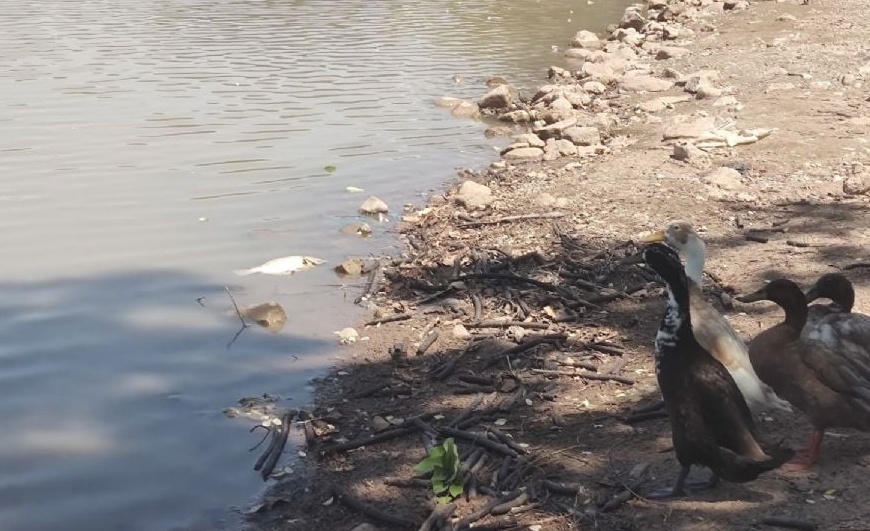 Ayuntamiento de Cajeme Toma Medidas Urgentes por la Crisis Hídrica en la Laguna del Náinari