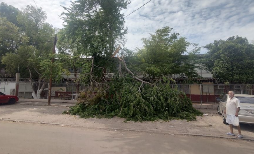 «Ciudad Obregón Bajo Riesgo: Caída de Árboles Despierta Preocupación Tras las Lluvias»