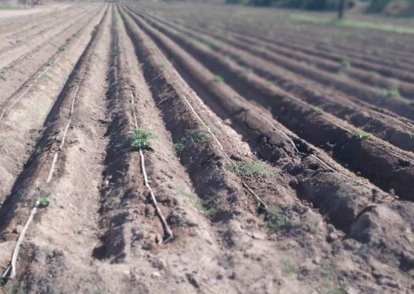 Falta de agua en la presa mantiene en incertidumbre a ejidatarios de la región del Mayo