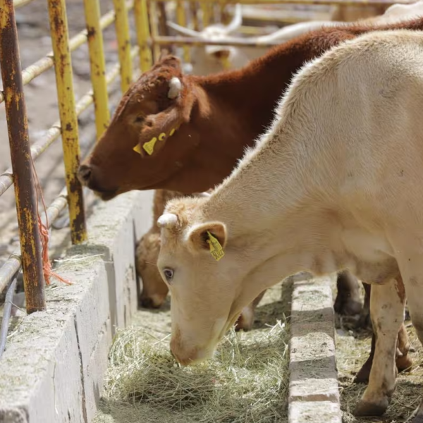 Sonora rompe récord histórico en exportación de ganado