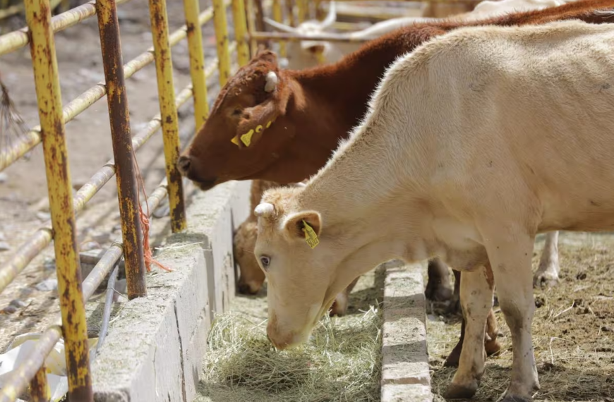 Sonora rompe récord histórico en exportación de ganado