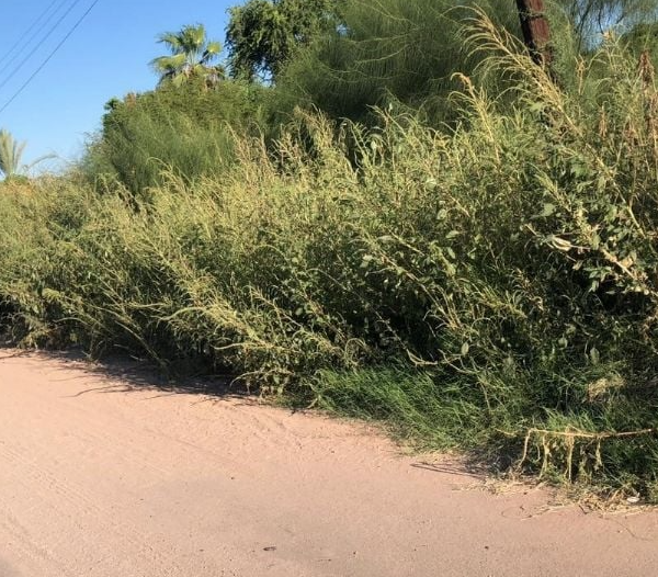 Escombro y maleza, acaban con las banquetas de Navojoa