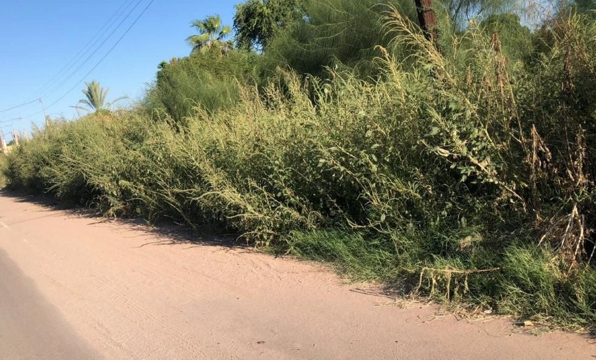 Escombro y maleza, acaban con las banquetas de Navojoa