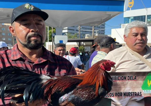 Diputados de Sonora modificarán la Ley de Protección Animal tras protestas de galleros y rancheros