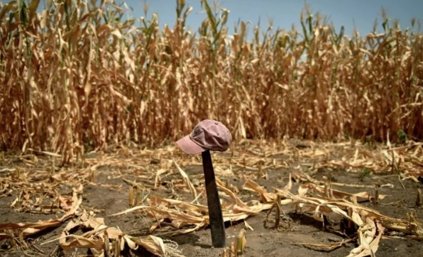 Jornaleros del valle del Mayo deberán migrar en busca de trabajo por crisis agrícola