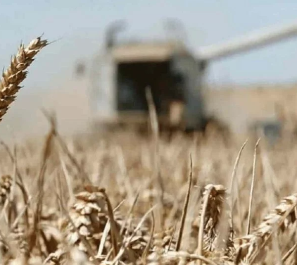 Retraso en el ciclo agrícola en el Valle del Mayo: Sequía deja siete de cada 10 hectáreas sin sembrar