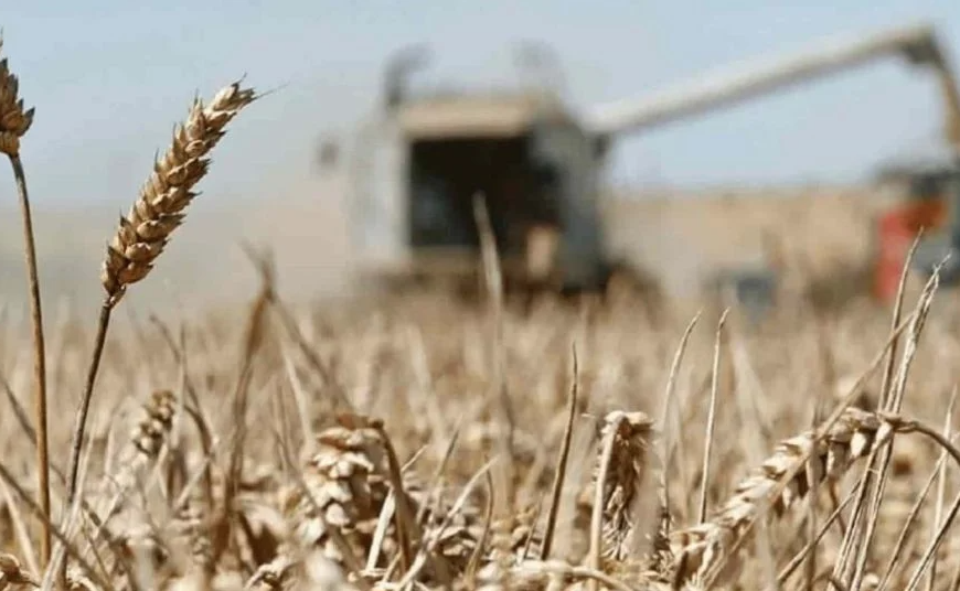 Retraso en el ciclo agrícola en el Valle del Mayo: Sequía deja siete de cada 10 hectáreas sin sembrar