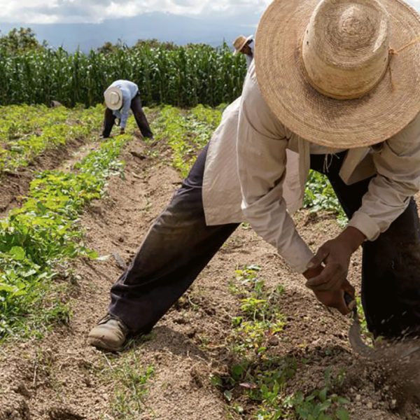 Gobierno de México presenta plan de Soberanía Alimentaria