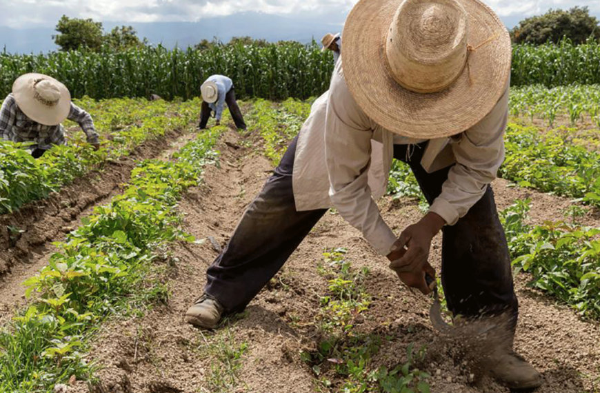 Gobierno de México presenta plan de Soberanía Alimentaria