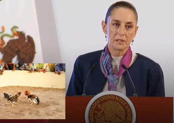 Sheinbaum anuncia la llegada de la Ley Animal en México: ¿Qué pasará con las peleas de gallos y las corridas de toros?