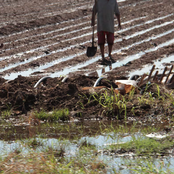 Ciclo Agrícola 2024-2025 en el Valle del Mayo: El Más Crítico en 68 Años