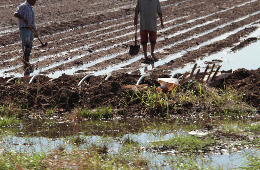 Ciclo Agrícola 2024-2025 en el Valle del Mayo: El Más Crítico en 68 Años