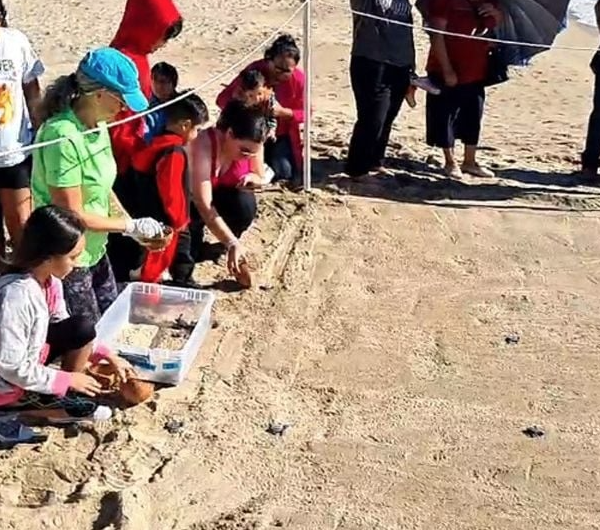 Emotiva Liberación de Tortugas Marinas en Playa Miramar, Guaymas