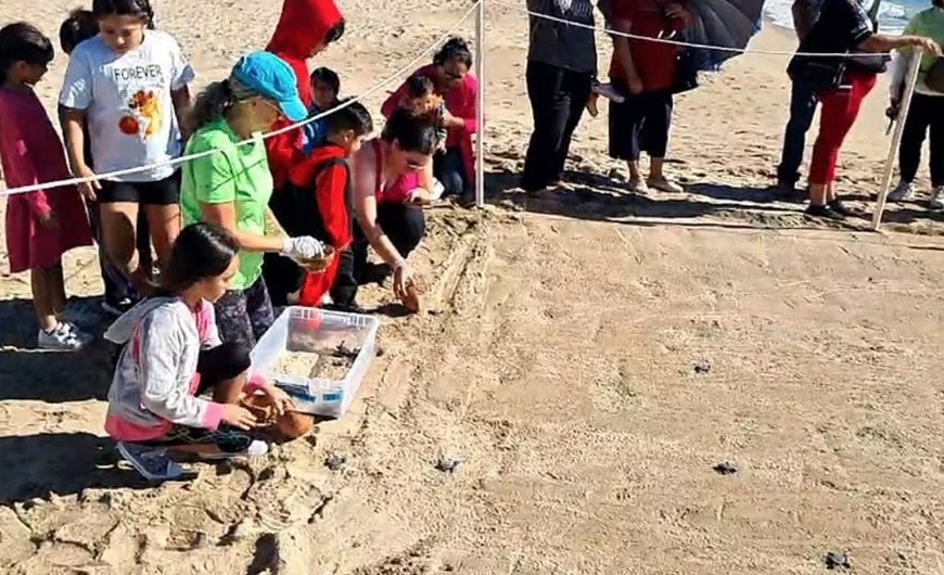 Emotiva Liberación de Tortugas Marinas en Playa Miramar, Guaymas