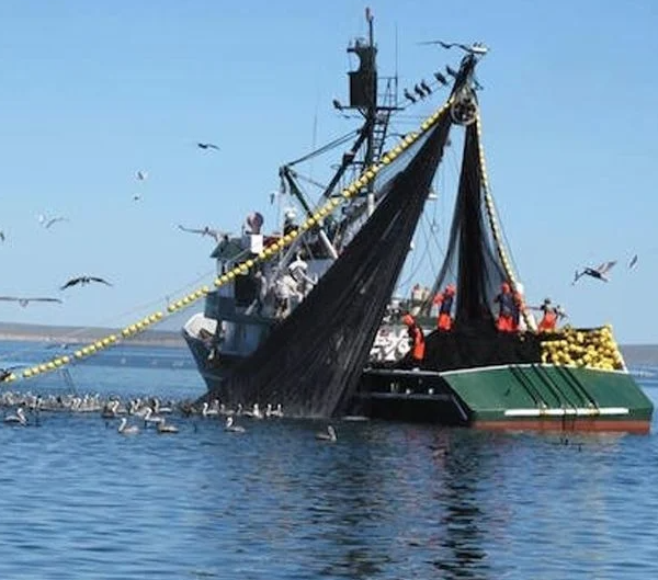 Temporada sardinera en el sur de Sonora proyecta alcanzar las 450 mil toneladas