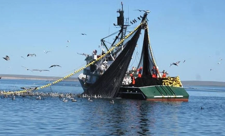 Temporada sardinera en el sur de Sonora proyecta alcanzar las 450 mil toneladas
