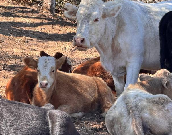 Detienen exportación de ganado por caso de gusano barrenador en México