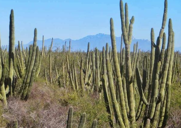 Cerca de lograr la Reserva Pitahayal: Un paso importante para proteger el bosque más denso del mundo