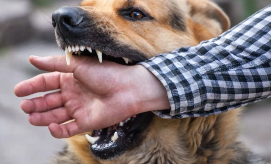 Ataques de perros: Un problema crítico para la salud y seguridad en Navojoa