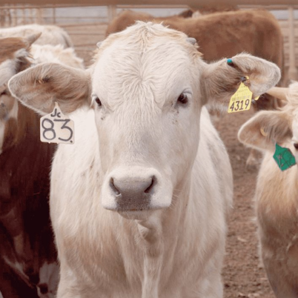 Autoridades de EE.UU. visitarán Sonora para verificar calidad de la carne