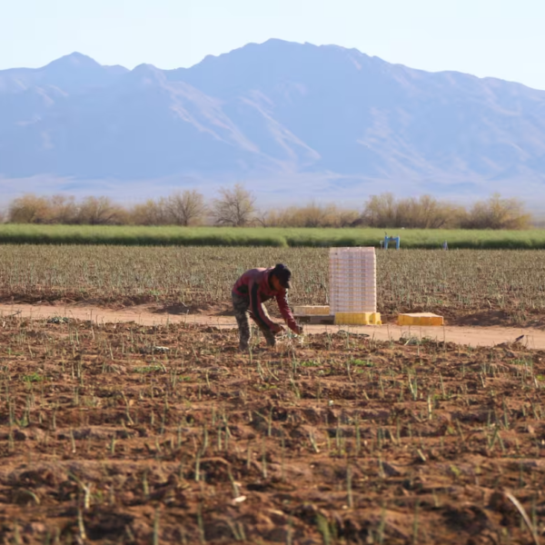 Caborca: Potencia agrícola de Sonora que genera miles de millones al año