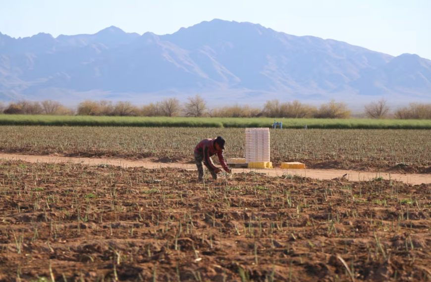 Caborca: Potencia agrícola de Sonora que genera miles de millones al año