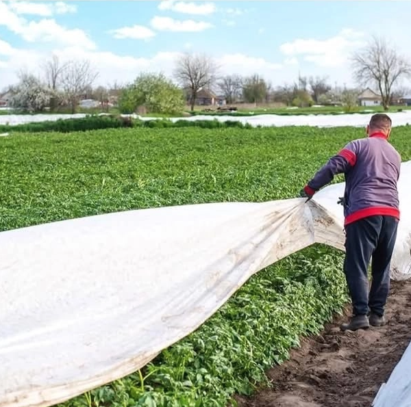 Heladas afectan cultivos de tomate en Cajeme, Sonora