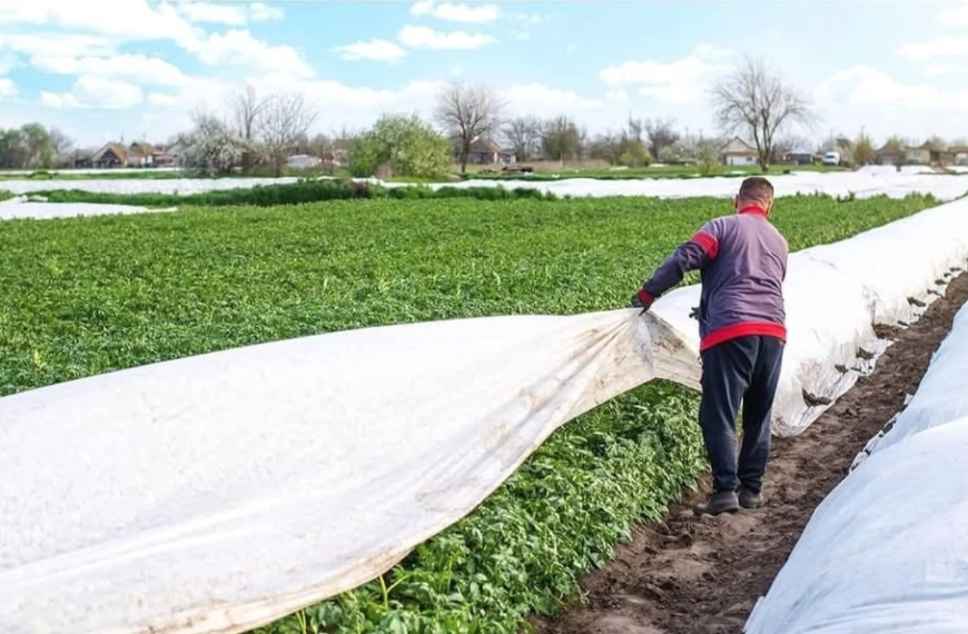 Heladas afectan cultivos de tomate en Cajeme, Sonora