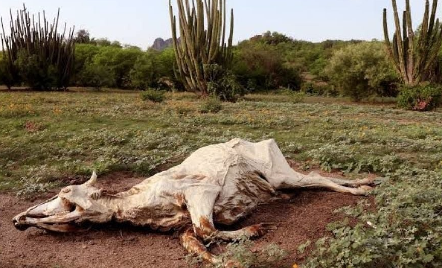 Sonora cierra 2024 con sequía total: Un año crítico para el agua