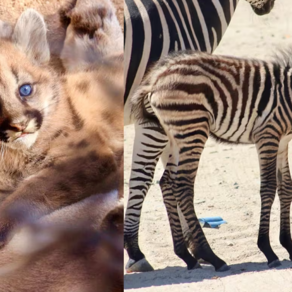 Nuevos habitantes en el Centro Ecológico de Sonora: presentan a tres crías de puma y una cebra recién nacida