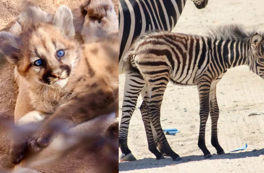Nuevos habitantes en el Centro Ecológico de Sonora: presentan a tres crías de puma y una cebra recién nacida