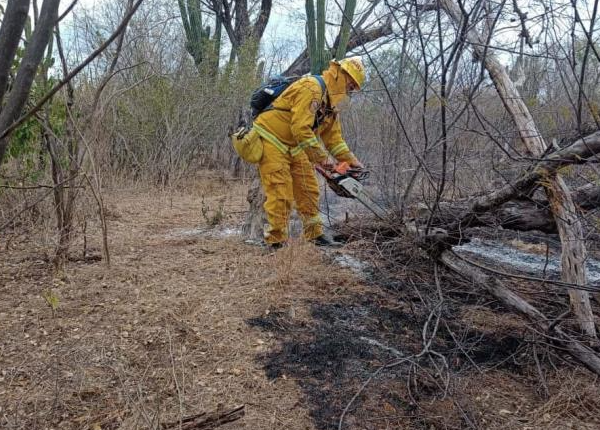 Navojoa en amenaza activa por incendios forestales: 25 hectáreas consumidas y un escenario devastador en 2025